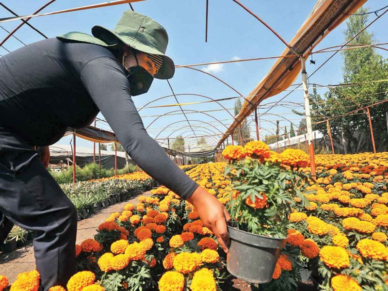 Realizarán Pueblos Originarios de Xochimilco y Tlalpan Expo-Venta de flor de cempasúchil